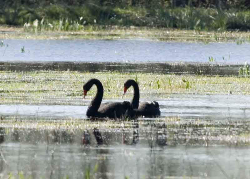 Cisnes Negros - parc natural dels aiguamolls de l'Empurda - Girona - Catalunya 1.jpg